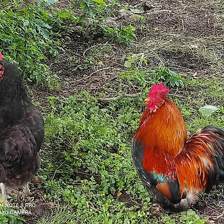De Peupliers Appartement